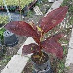 5.กล้วยแดงอินโดด่างมีจำหน่ายหลายไซส์