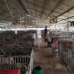 จัดการทุกอย่างภายในฟาร์มเพื่อควบคุม โรงเรือนหมู การควบคุม ต้นทุนการเลี้ยงหมู ได้