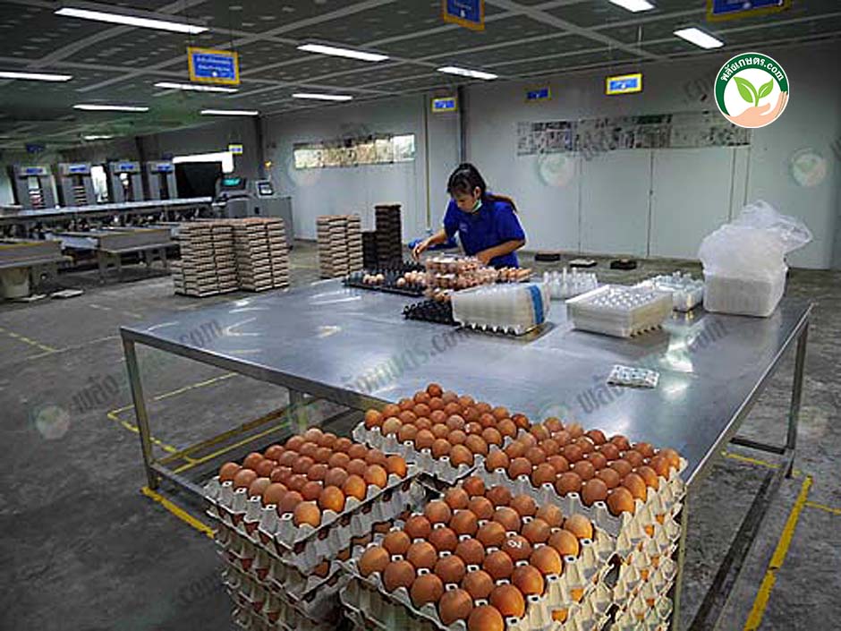 5.เพิ่ม ราคาไข่ไก่ ทำฟาร์มไข่ไก่ มาตราฐาน ขยายตลาดสู่ โมเดิร์นเทรด ได้สำเร็จ