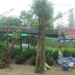 6.โรงเพาะชำกิ่งตอนมะกรูดของคุณสันติ