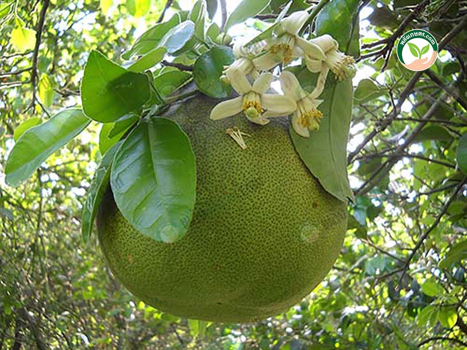 9.ผล ส้มโอพันธุ์ขาวแตงกวา ชัยนาท