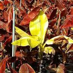 กล้วยแดงอินโดด่างกลายจากใบสีแดงเป็นด่างสีทองแบบโกลเด้น