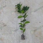 กิ่งตอนกิ่งละ-50-บาท