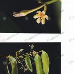 ดอกอบเชย