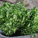 แช่น้ำ-1-คืน-ก่อนชำลงถุงดำ