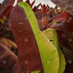 ใบด่างครึ่งใบ-เขียวตองอ่อนกับแดงเข้มบนใบเดียวกัน