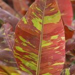 ใบมีลายด่างไม่ต่ำกว่า-4-สี-จะเห็นว่าคล้ายลายพรางทหาร