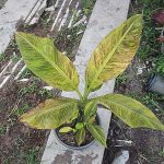 ใบสีแดงเป็นสีเหลืองทองแต้มลายคล้ายสายฝนสีแดงบนใบ