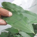 ใบอบเชยแก่ทีนำมากลั่นเป็นน้ำบริสุทธิ์-100%