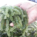 1.สาหร่ายพวงองุ่น