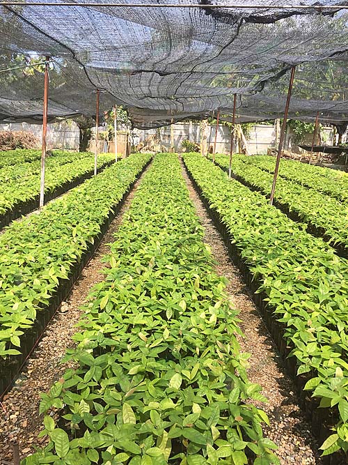 2.แปลงเพาะต้นกล้่าโกโกสายพันธุ์ชุมพร-1 - พลังเกษตร.Com