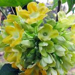 ดอกสลิด ดอกขจร