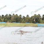 2.บ่อเลี้ยงปลาสลิด