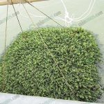 2.เลี้ยงสาหร่ายพวงองุ่นด้วยวิธีแขวน