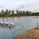 3.ทางฟาร์มจะเปิดเครื่องตีน้ำเพื่อให้อากาศในช่วงเวลาเย็นถึงเช้าของอีกวัน