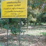 3.แปลงสาธิตต้นแบบของการปลูกทุเรียนในพื้นที่