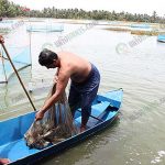 4.คุณเสียงสุ่มปลาสลิดเพื่อดูไซส์