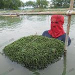 4.บ่อเลี้ยงสาหร่ายพวงองุ่น