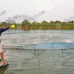 5.การฝึกปลากะพงให้รู้จักที่กินอาหารในวงก่อนปล่อยสู่บ่อใหญ่