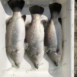 6.ทรงปลากะพงคุณภาพ