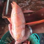 6.ปลาทับทิมคุณภาพดี-ทรงสวย-สันหนา