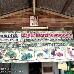 7.จำหน่ายสาหร่ายพวงองุ่น