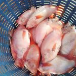 7.ผลผลิตปลาทับทิม