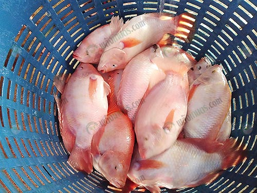 7.ผลผลิตปลาทับทิม