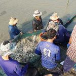 8.คนงานกำลังลากปลาเพื่อคัดขนาด