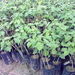 กล้าพันธุ์ดอกขจร