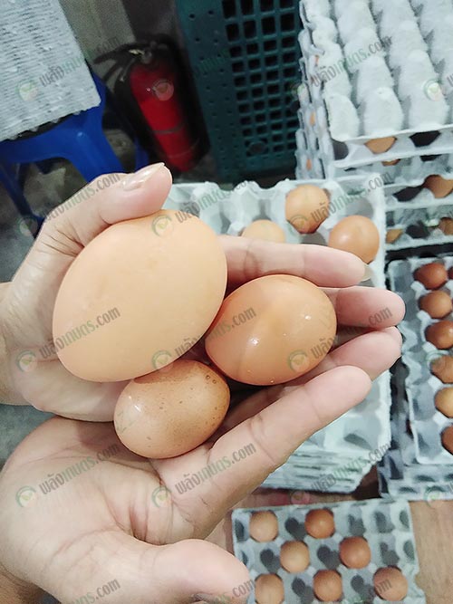 ขนาดของไข่ไก่ที่ต่างกัน