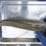 ปลากะพงหลังจากกินอาหารเบทาโกรแล้วสันจะหนา