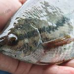 ปลาสลิด