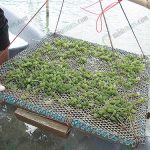 สาหร่ายที่เริ่มเติบโตโผล่จากตาข่าย
