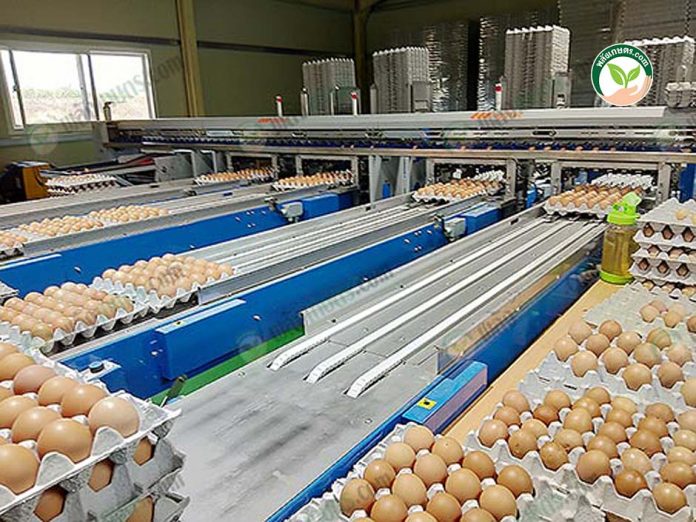 ไข่ไก่ ใน ฟาร์มไก่ไข่ ที่คัดแล้วและลำเลียงด้วยสายพานมาด้านหน้า