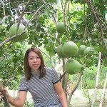 ส้มโอพันธุ์ขาวใหญ่คุณภาพเพื่อผู้บริโภค