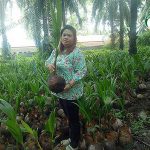 ต้นพันธุ์มะพร้าวคุณภาพจากวัชรินทร์ มะพร้าวขาว