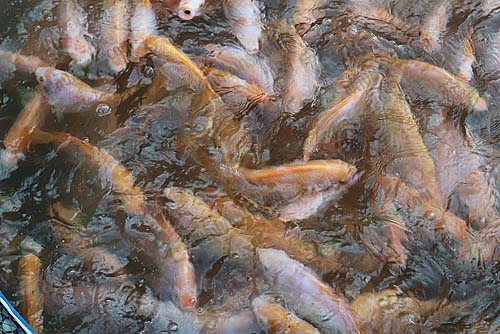 11.ปลาทับทิมของแสนล้านฟาร์ม