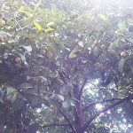 3.ความดกของมังคุด