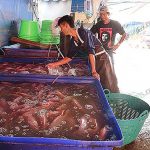 โครงการ ตลาดรับซื้อปลา ทำให้ลูกค้าสามารถเลือกตัวปลาเองได้