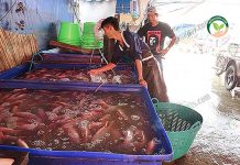 โครงการ ตลาดรับซื้อปลา ทำให้ลูกค้าสามารถเลือกตัวปลาเองได้