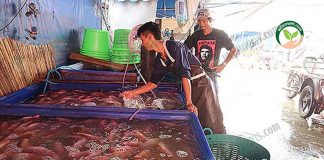 โครงการ ตลาดรับซื้อปลา ทำให้ลูกค้าสามารถเลือกตัวปลาเองได้