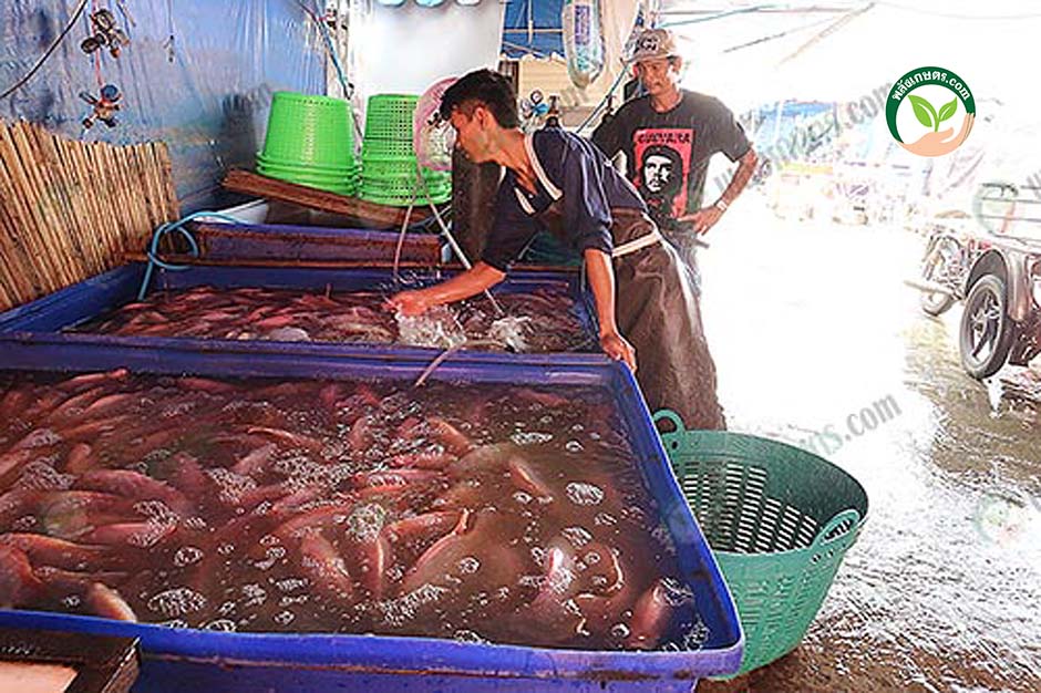 3.โครงการ ตลาดรับซื้อปลา ทำให้ลูกค้าสามารถเลือกตัวปลาเองได้