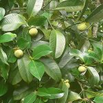 4.ต้นมังคุดเริ่มให้ผลผลิต