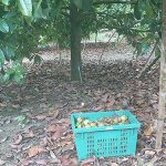 5.การเก็บผลผลิตมังคุด