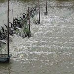 เปิดเครื่องตีน้ำแทบทั้งวัน เพื่อเพิ่มออกซิเจนให้กับ กุ้งก้ามทอง