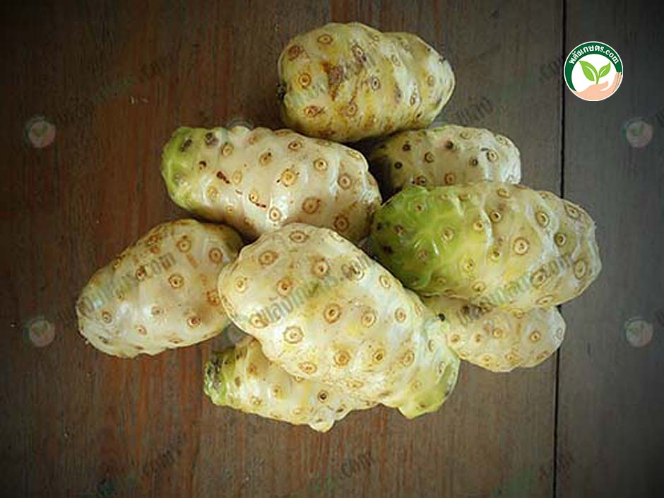 น้ำลูกยอ สรรพคุณมหาศาลไม่พอขายตลาดโลก พร้อมการปลูกต้นยอ(แบบละเอียด) น้ำลูกยอ สรรพคุณมหาศาลไม่พอขายตลาดโลก พร้อมการปลูกต้นยอ(แบบละเอียด)