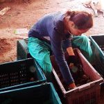 6.การคัดผลผลิตมังคุดก่อนส่งลูกค้า