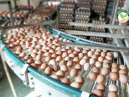 เพิ่มมูลค่า ราคาไข่ไก่วันนี้ โดยการผลิตและแปรรูปไข่ไก่สด เป็นผลิตภัณฑ์พรีเมียมขึ้นห้าง และส่งออก