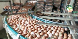 เพิ่มมูลค่า ราคาไข่ไก่วันนี้ โดยการผลิตและแปรรูปไข่ไก่สด เป็นผลิตภัณฑ์พรีเมียมขึ้นห้าง และส่งออก